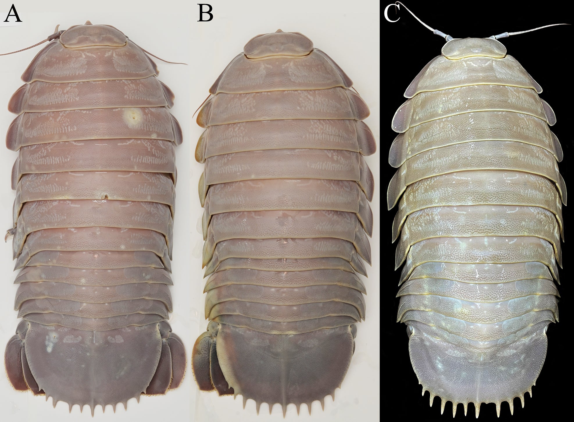 Bathynomus jamesi Kou