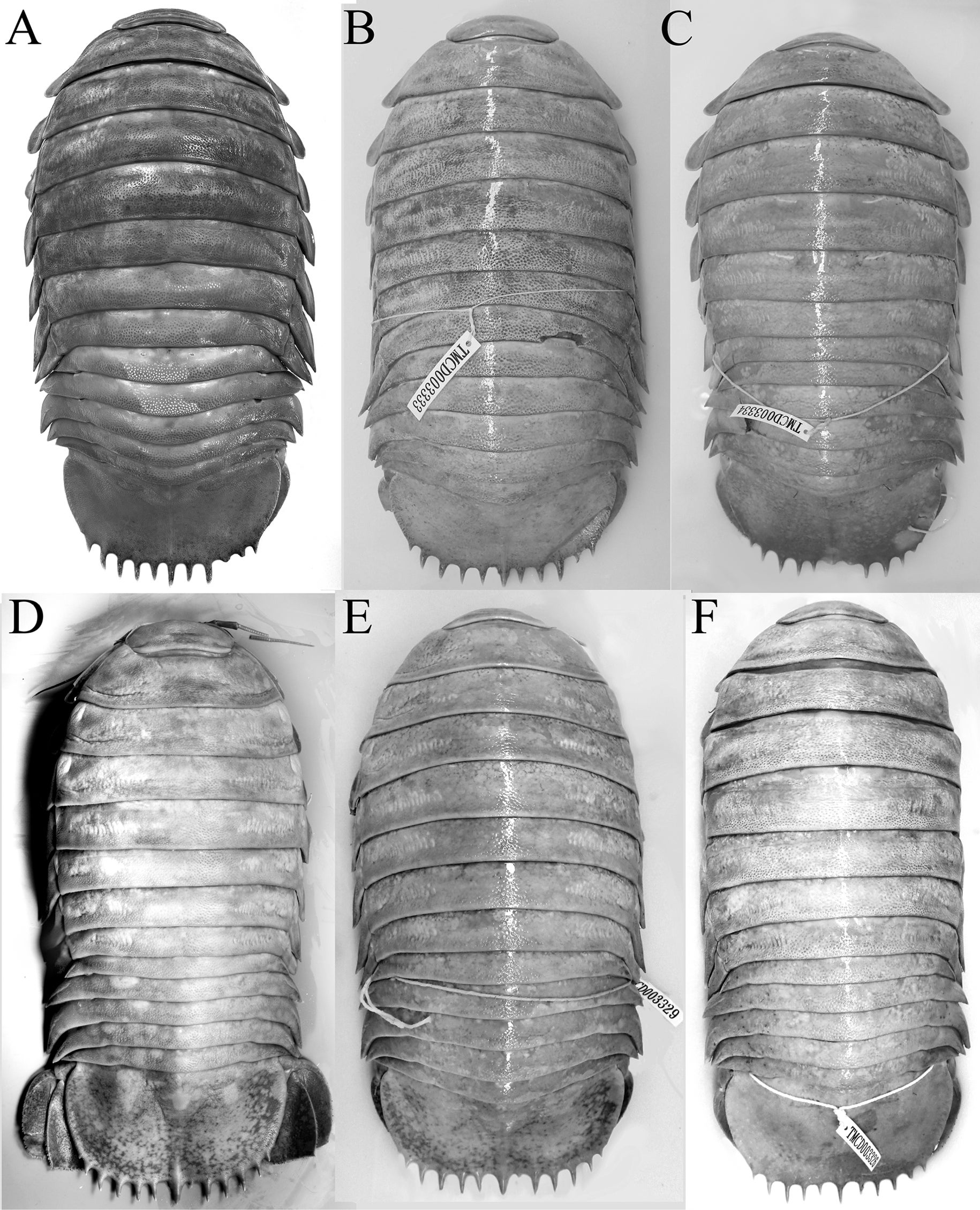 Dorsal views.