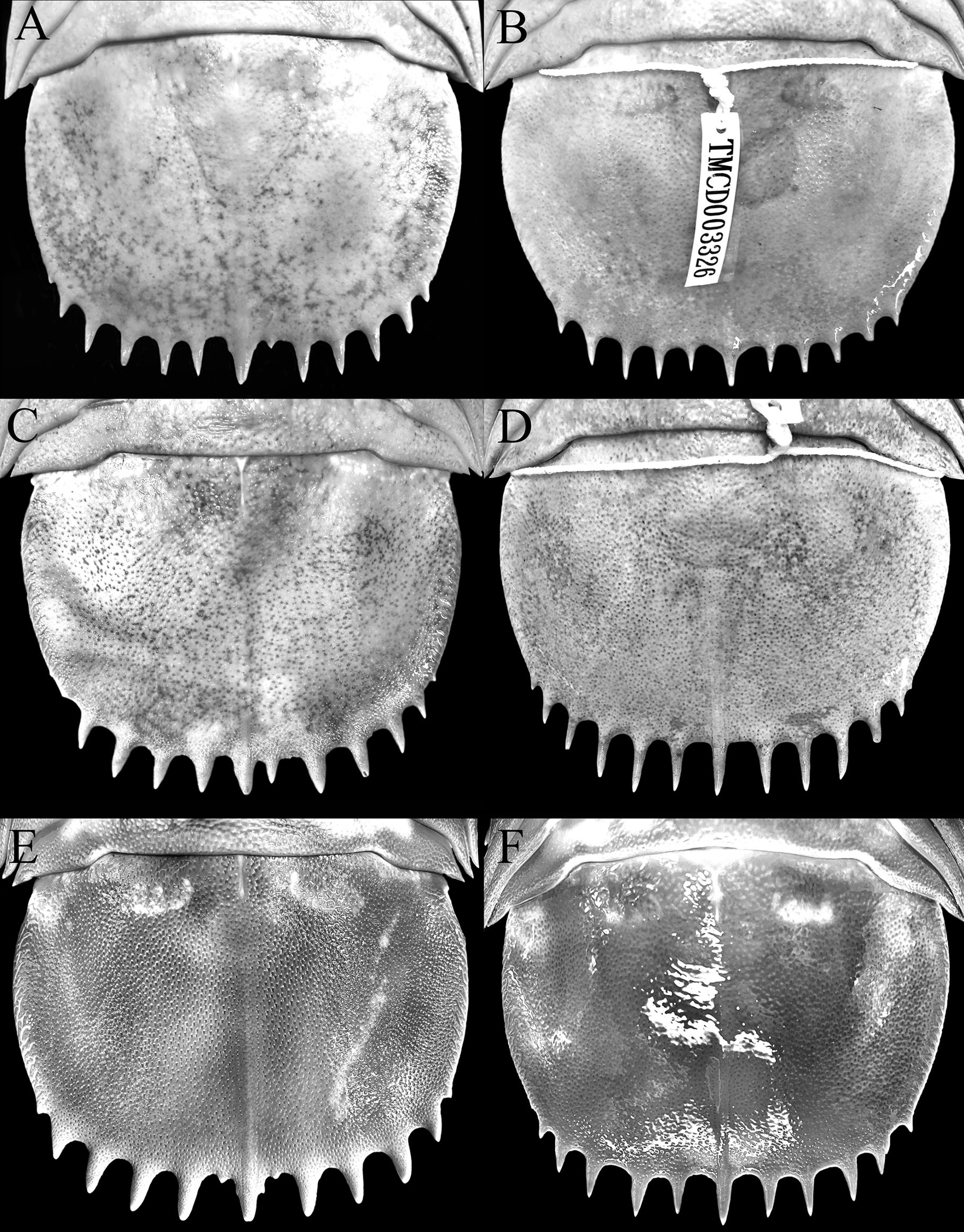 Pleotelson, dorsal views.
