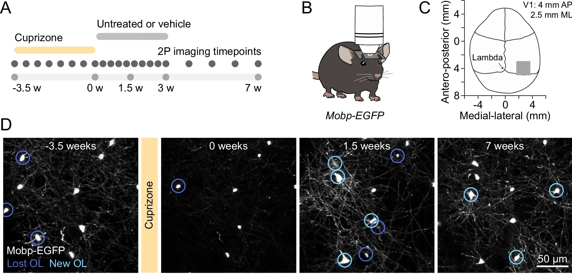 Endogenous remyelination fails to restore the oligodendrocyte population after moderate or severe demyelination.