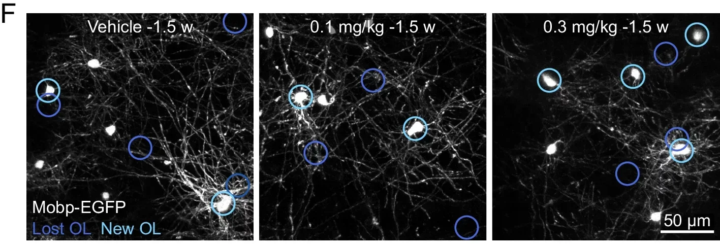 Representative images of V1 OLs at 1.5 weeks post-cuprizone. Locations of lost OLs (dark blue) and new OLs (light blue) are encircled. 