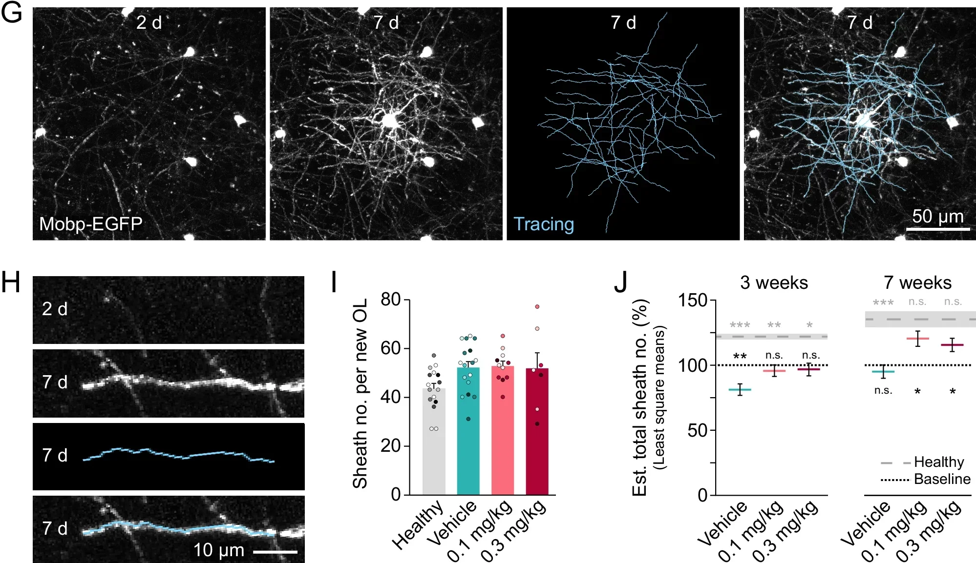 Thyromimetic LL-341070 enhances oligodendrocyte gain to a greater extent after moderate or severe demyelination to restore oligodendrocytes and myelin.