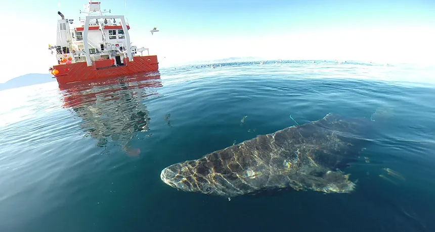 A Greenland shark near the surface after being released from a boat.
