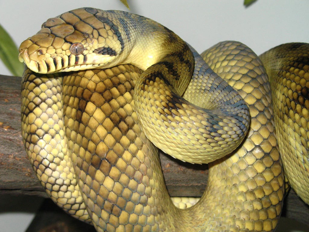 High-Yellow Sorong Amethystine Scrub Python