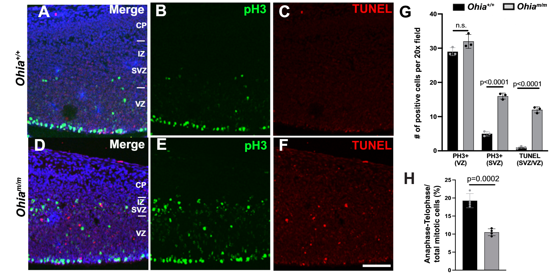 Neural progenitors in the cortical plate show mitotic block with increase in cell death and centrosome defects indicating role for multipolar spindles. 