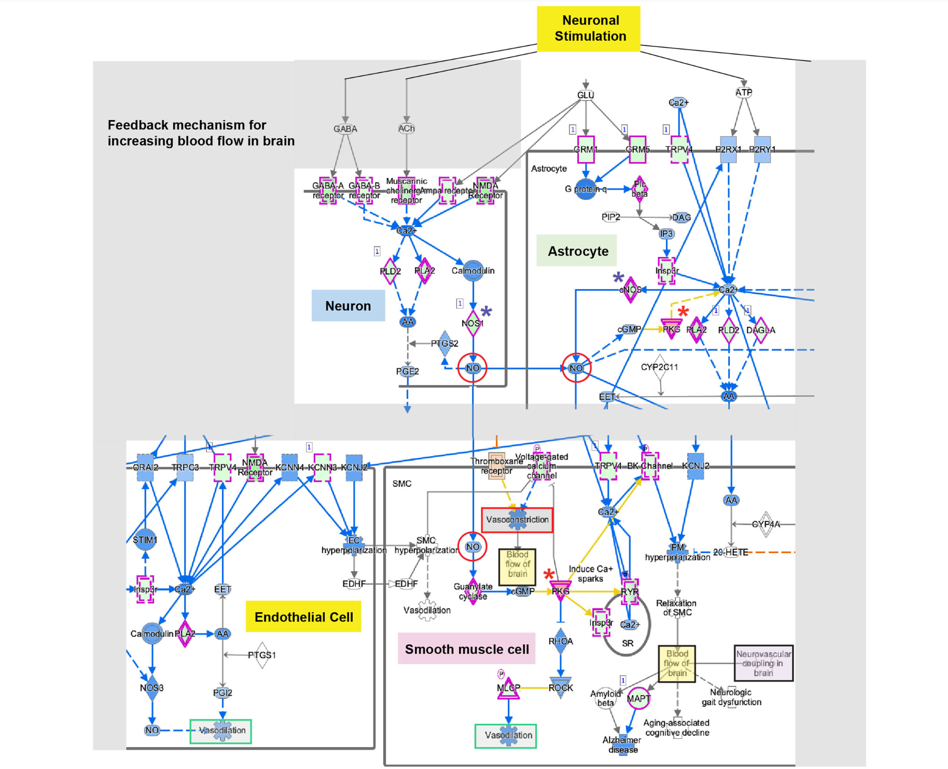 Dysregulated expression of genes associated with neurovascular coupling. Modified IPA curated neurovascular coupling pathway illustrating dysregulated expression of genes involved in neurovascular coupling. DEGs identified in Ohia brain highlighted in purple outline. 