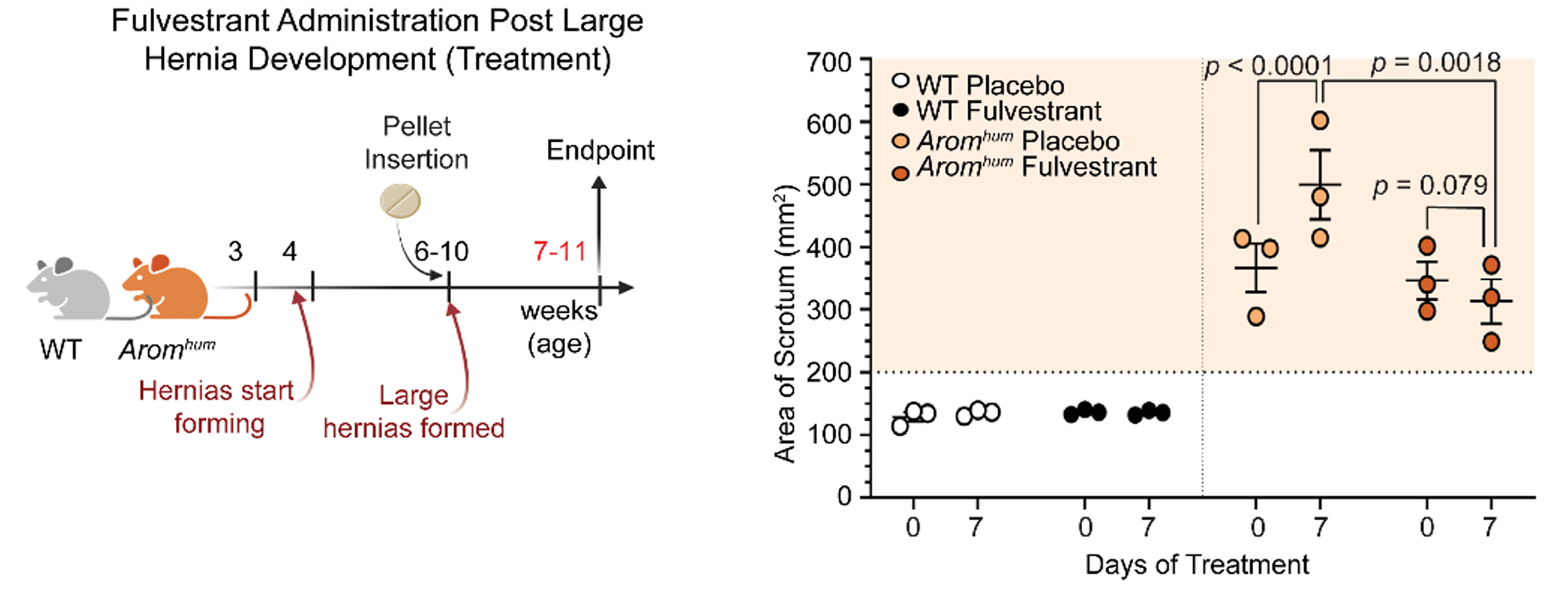 Schematic of short 7-day fulvestrant treatment study design (left) and measurement of scrotal hernias (right); fulvestrant was administered after severe and large hernias formed for 7 days. 