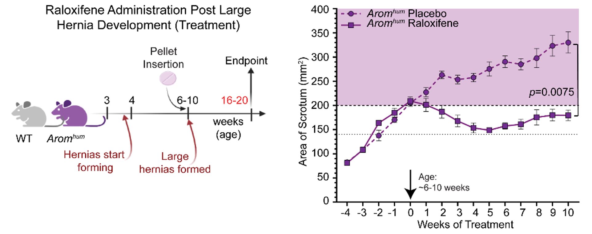 Schematic of raloxifene treatment study design (left) and measurement of scrotal hernias (right); raloxifene was administered after large hernias formed. (CREDIT: Clinical Investigation)