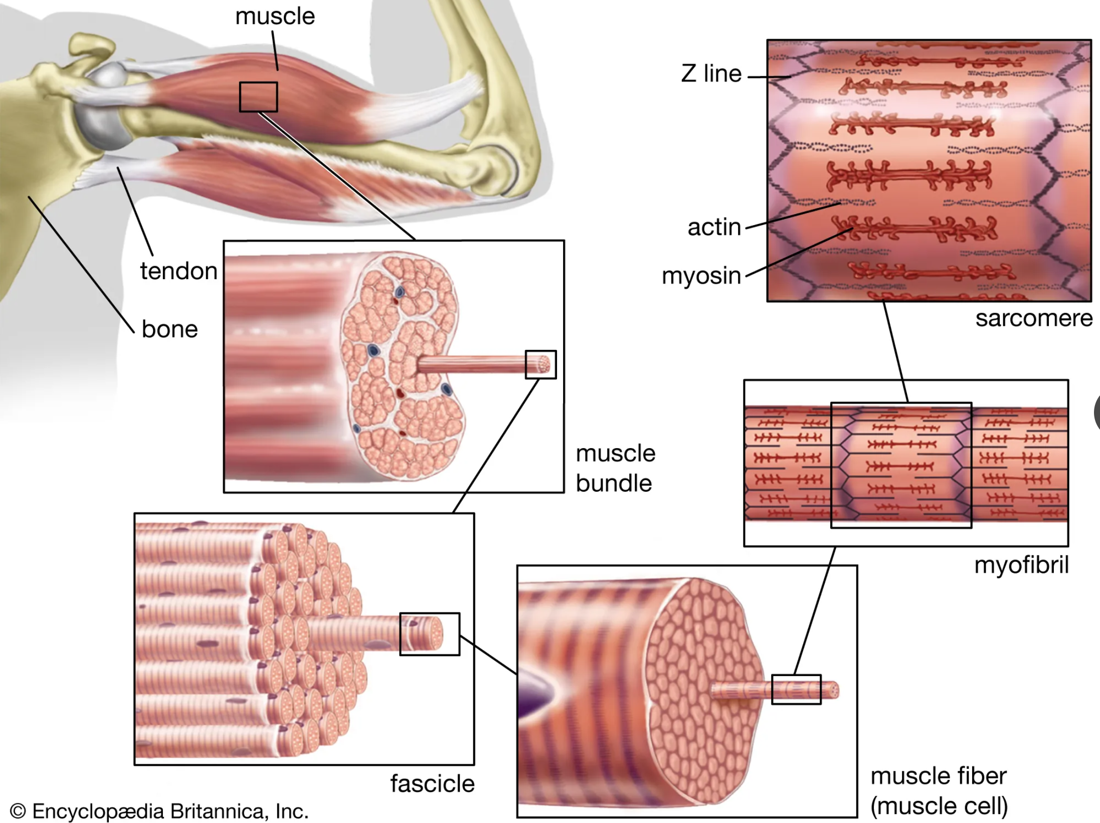 The structure of striated, or skeletal, muscle. Striated muscle tissue, such as the tissue of the human biceps muscle, consists of long fine fibers, each of which is in effect a bundle of finer myofibrils.