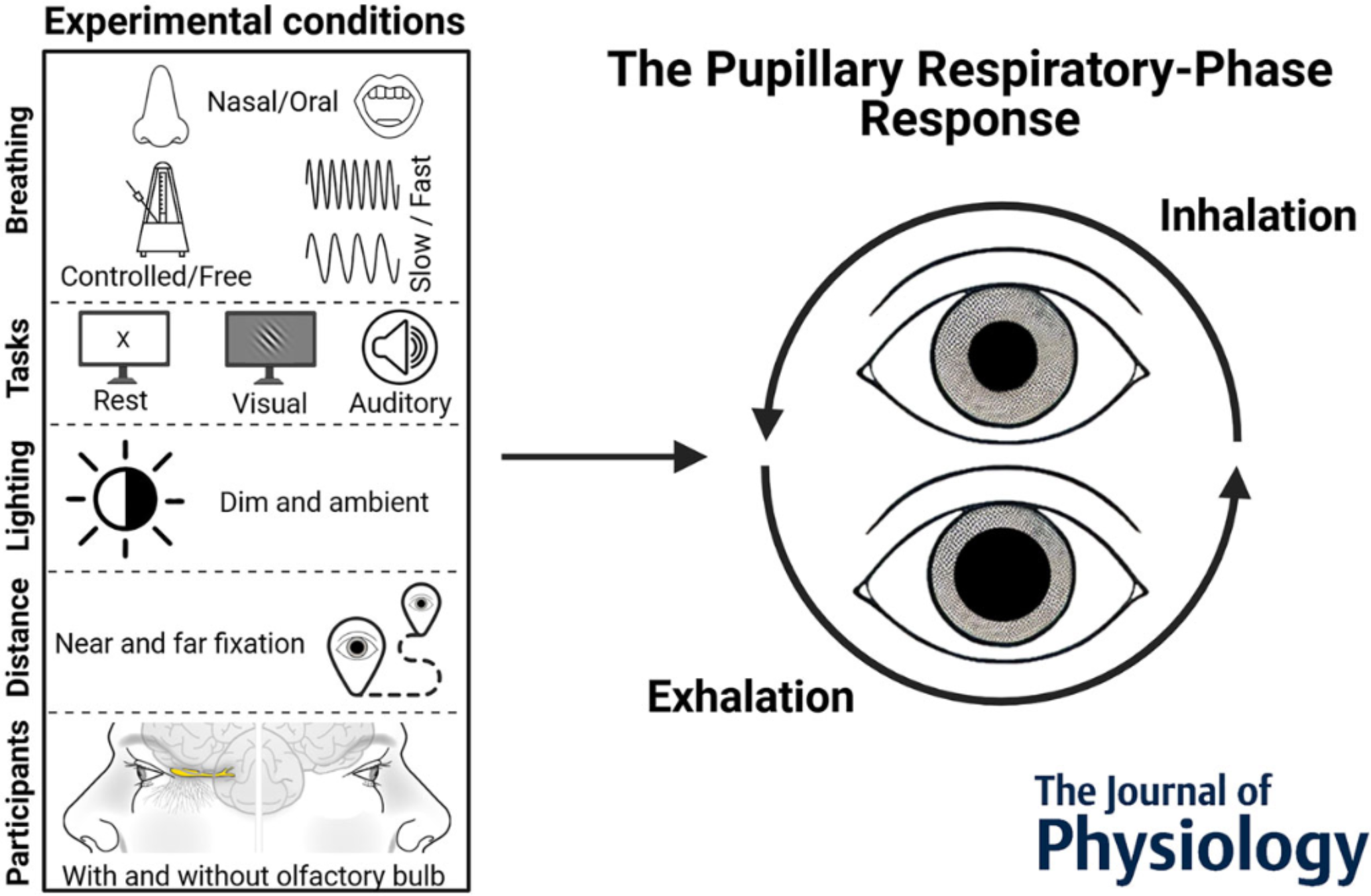 Abstract figure. Across five experiments including 203 participants and a wide range of experimental conditions researchers demonstrate that pupil size fluctuates in a systematic manner over the course of the breathing cycle. 