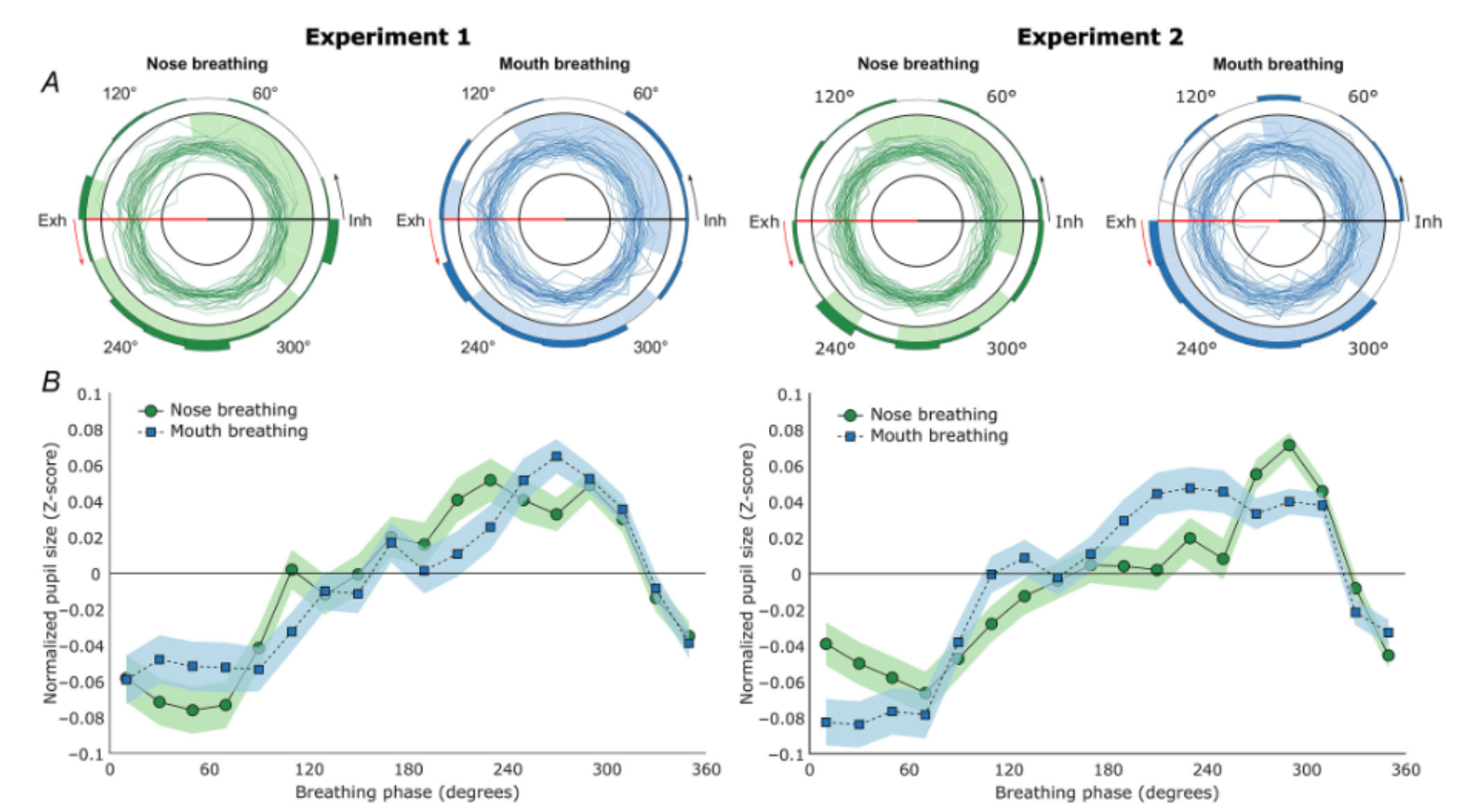 Polar plots of participants’ pupil sizes over the course of the breathing cycle. 0° (Inh) marks the onset of inhalation, 90° marks peak inhalation, 180° (Exh) marks the onset of exhalation, and 270° marks peak exhalation.
