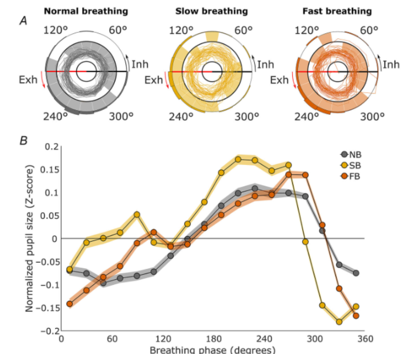 Pupil size during paced breathing. 