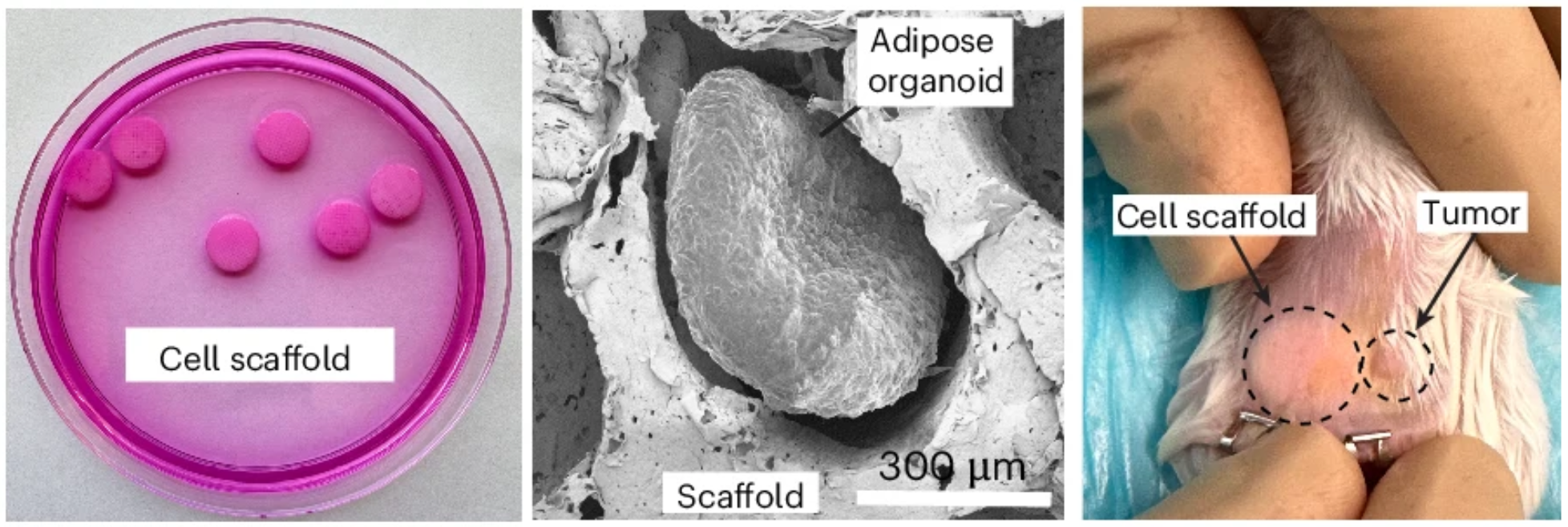 Representative images of cell scaffolds in plate (left), electron microscopy image (1.0 kV, ×500 and 7.895 mm lens) of scaffold containing an adipose organoid (middle) and the scaffold implanted in mice (right).