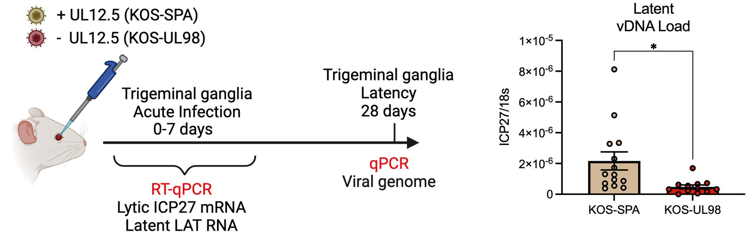 Schematic of the in vivo model of HSV-1 latent infection. Quantification of the latent viral genome copy number measured by qPCR at 28 days after infection with KOS-SPA or KOS-UL98. The copy number of viral DNA was normalized to host 18s rDNA. 