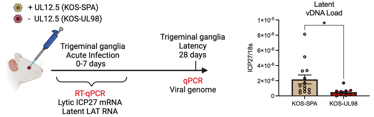 Schematic of the in vivo model of HSV-1 latent infection. Quantification of the latent viral genome copy number measured by qPCR at 28 days after infection with KOS-SPA or KOS-UL98. The copy number of viral DNA was normalized to host 18s rDNA.