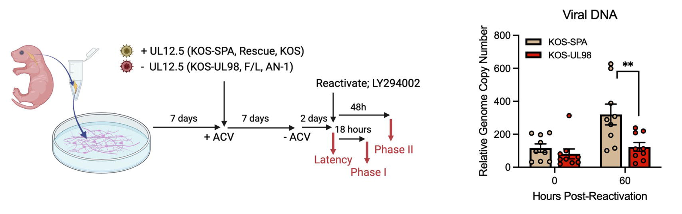 Schematic of the in vitro HSV latent infection and reactivation model. Neuronal infection was carried out in the presence of acyclovir (ACV; 50 μ M). Reactivation was induced using LY294002 (20 μ M) in the presence of WAY-150138 (20 μ M) to limit cell to-cell spread.