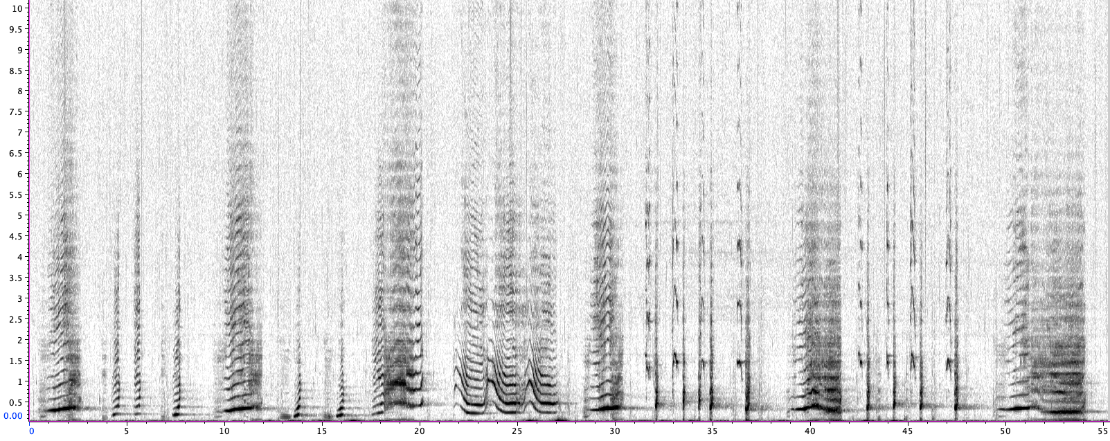 Spectrogram of whale song 2017 recording. 