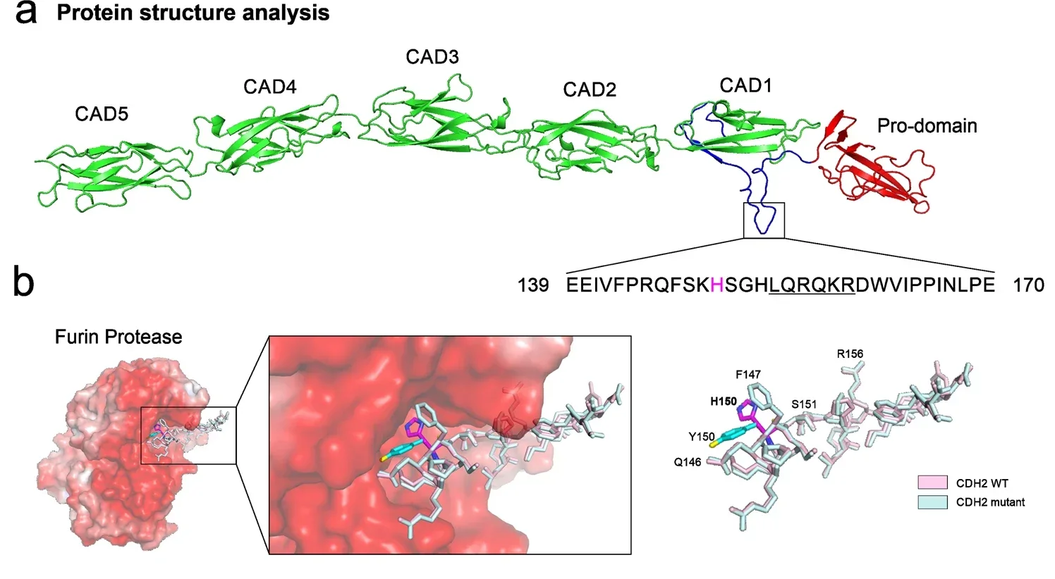 Structural analysis and disrupted cleavage of CDH2-mutated peptides. In-silico protein modeling.