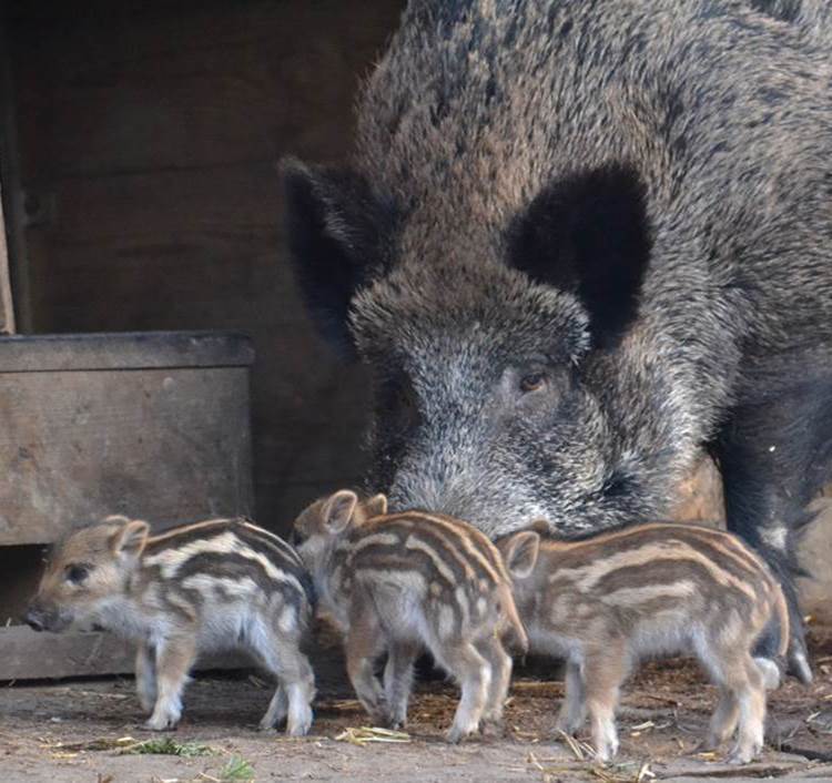 Wild boar with piglets