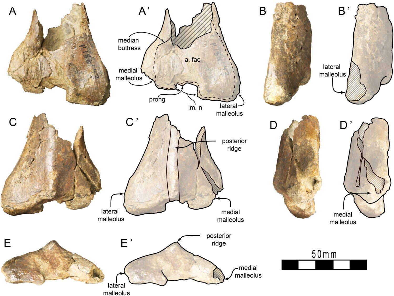 Carcharodontosauria indet. left tibia (NMV P186143) from the upper Strzelecki Group of Victoria, Australia. Photographs of tibia in A, anterior; B, lateral; C, posterior; D, medial; and, E, distal views. 