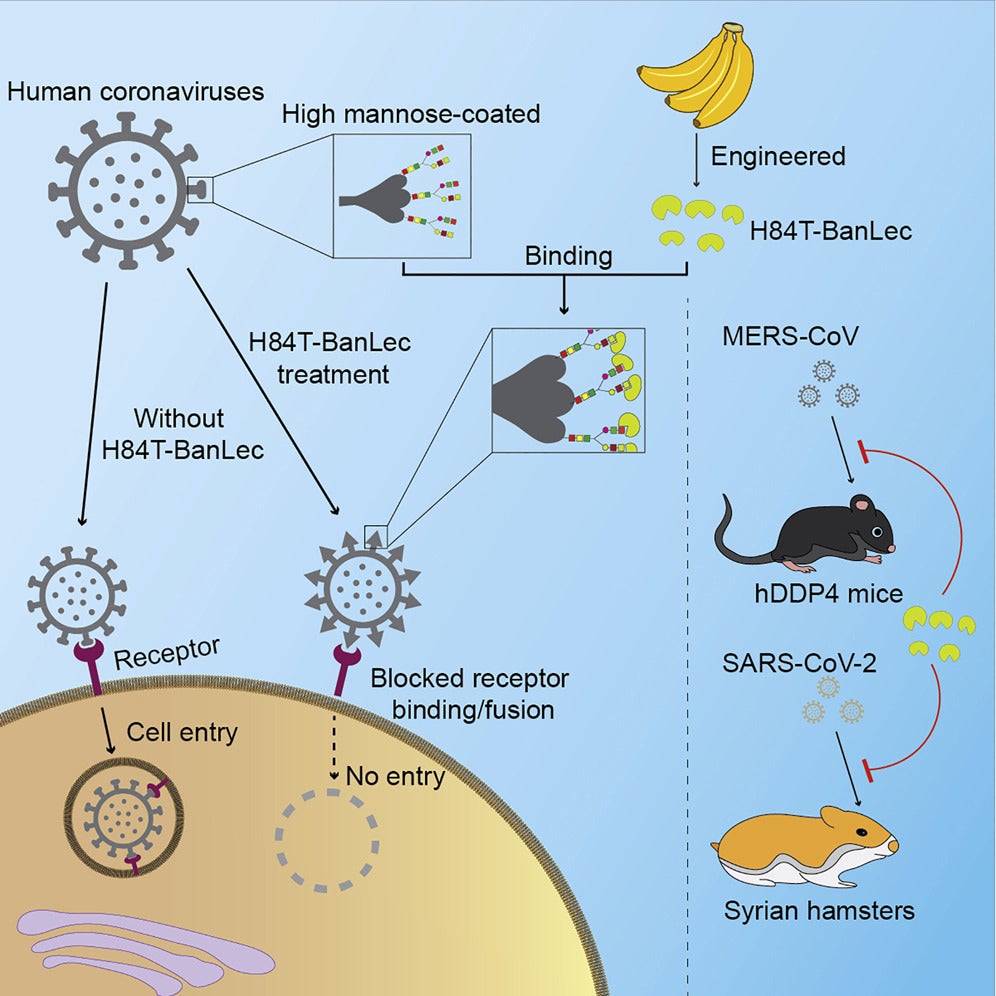 A molecularly engineered, broad-spectrum anti-coronavirus lectin inhibits SARS-CoV-2 and MERS-CoV infection in vivo.