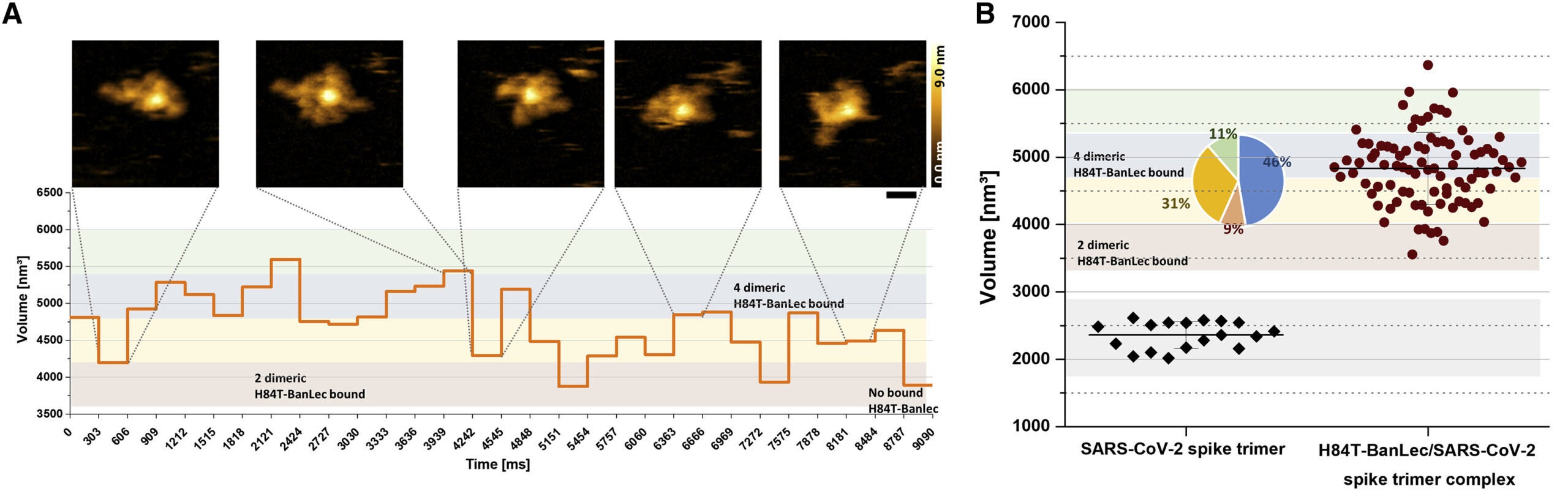 Structure and dynamics of multiple bonds formed between SARS-CoV-2 spike protein and H84T-BanLec. 