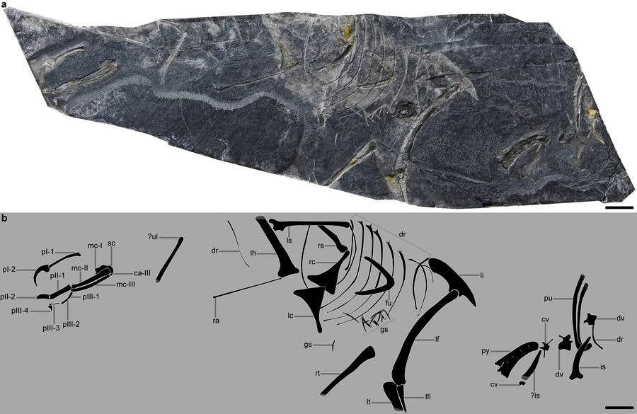 Institute of Vertebrate Paleontology and Paleoanthropology (IVPP) V33259, an incomplete and partially articulated skeleton