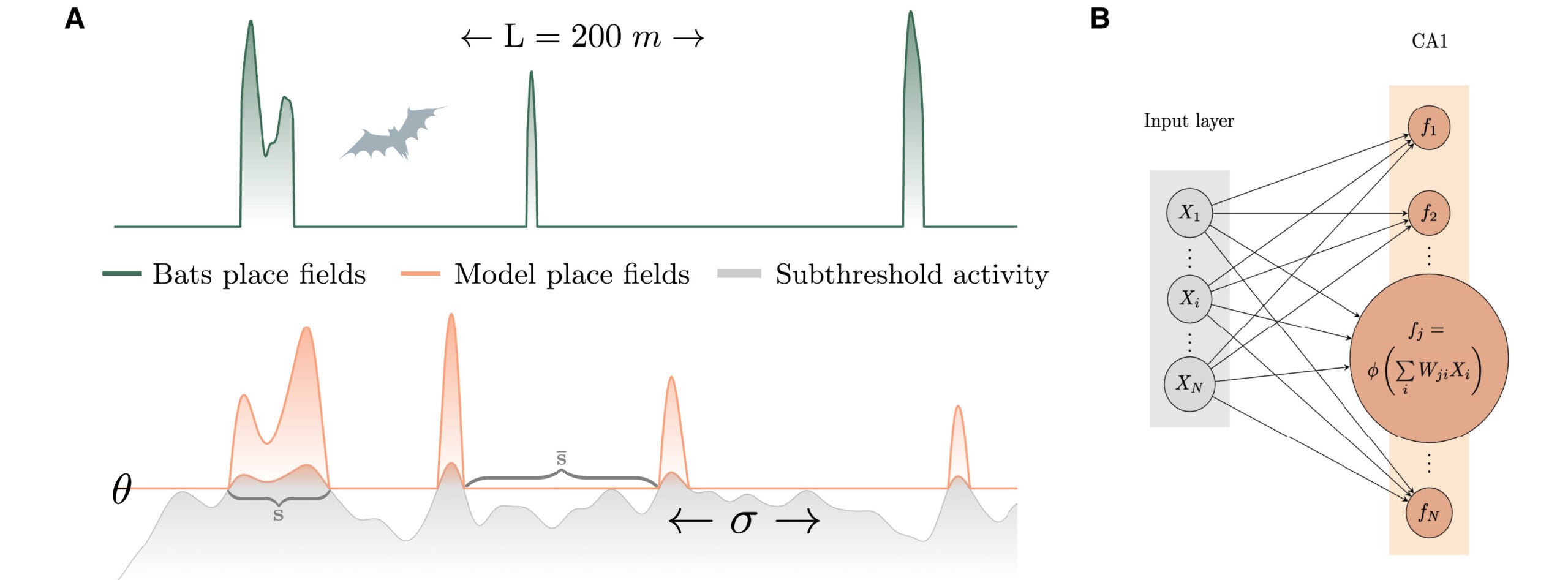 Field arrangements of 1D place fields are explained by the thresholded Gaussian process model