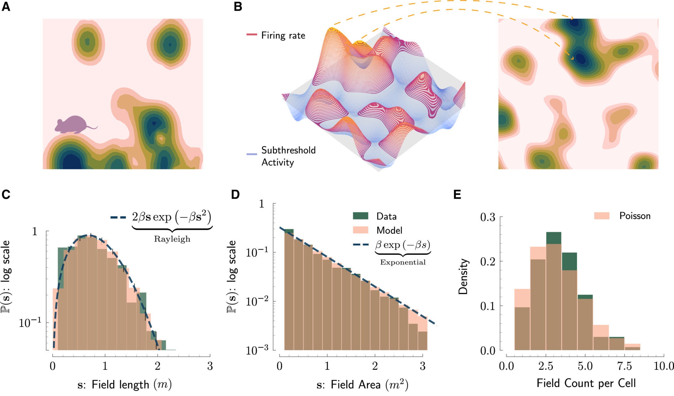 Field arrangements of place fields in 2D and 3D spaces are explained by the thresholded Gaussian process model