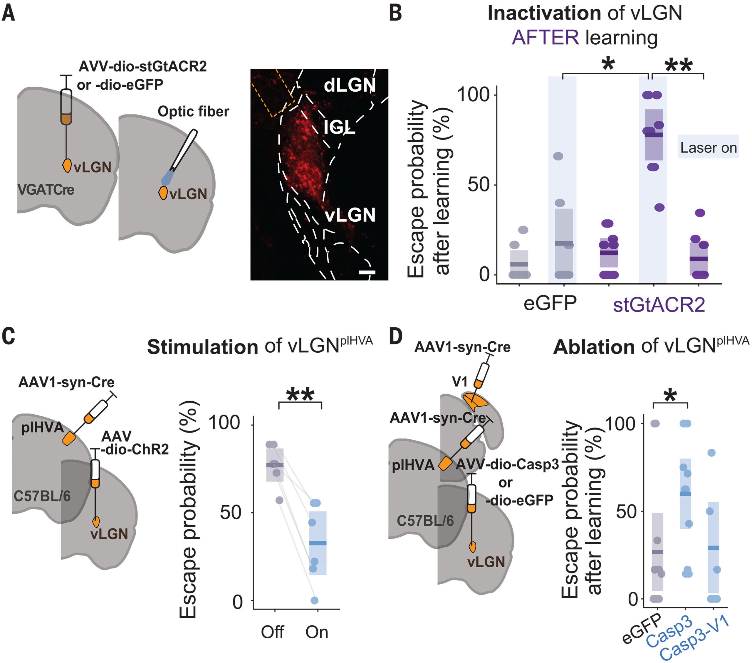 vLGN cells receiving plHVA input are necessary for learning.