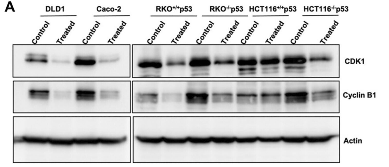 The effect of A. herba-alba extract on different cell cycle regulatory and apoptotic markers proteins.