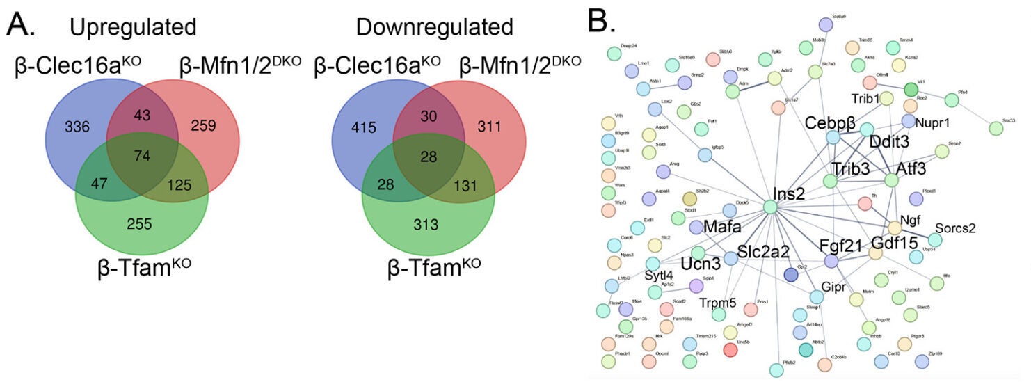 Loss of mitochondrial quality control activates the integrated stress response in islets.