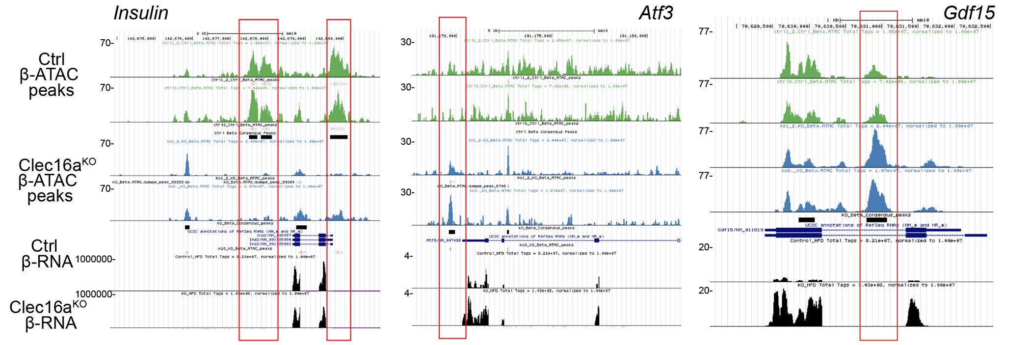 Loss of mitochondrial quality control induces chromatin remodeling.
