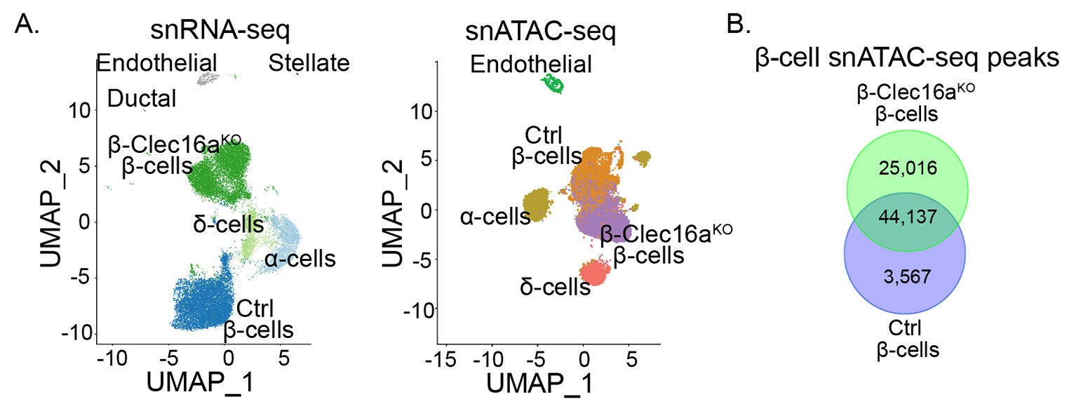 UMAP plots of snRNA-seq from Ctrl and β-Clec16aKO islet cell nuclei (left) and snATAC-seq (right) from Ctrl and β-Clec16aKO islet cell nuclei. n = 4.