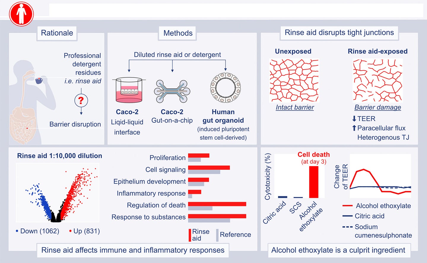 Graphical abstract: The role of extensive use of dishwasher detergents, among other factors in the development of chronic diseases.