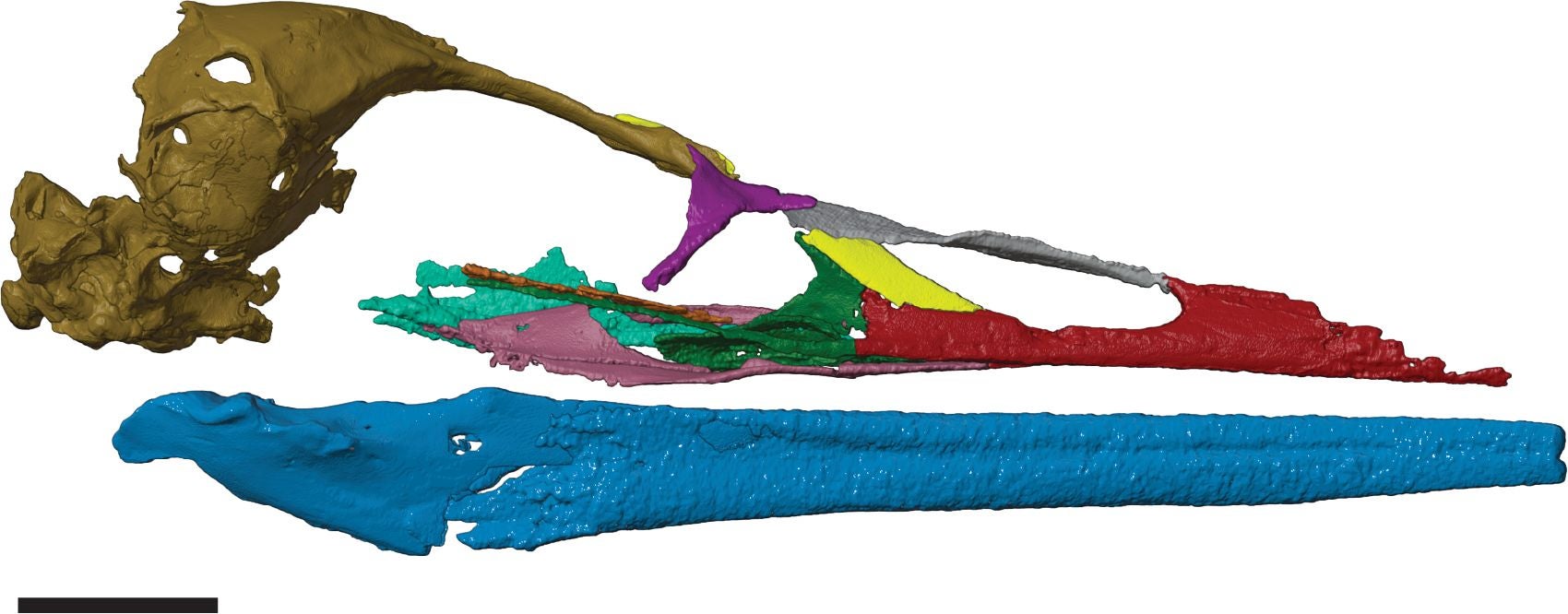 Digital reconstruction of the Late Cretaceous (~69 million years old) crown bird Vegavis Iaai that was completed following high-resolution micro-computed tomography of a fossil-bearing concretion discovered on Vega Island, Antarctic Peninsula.