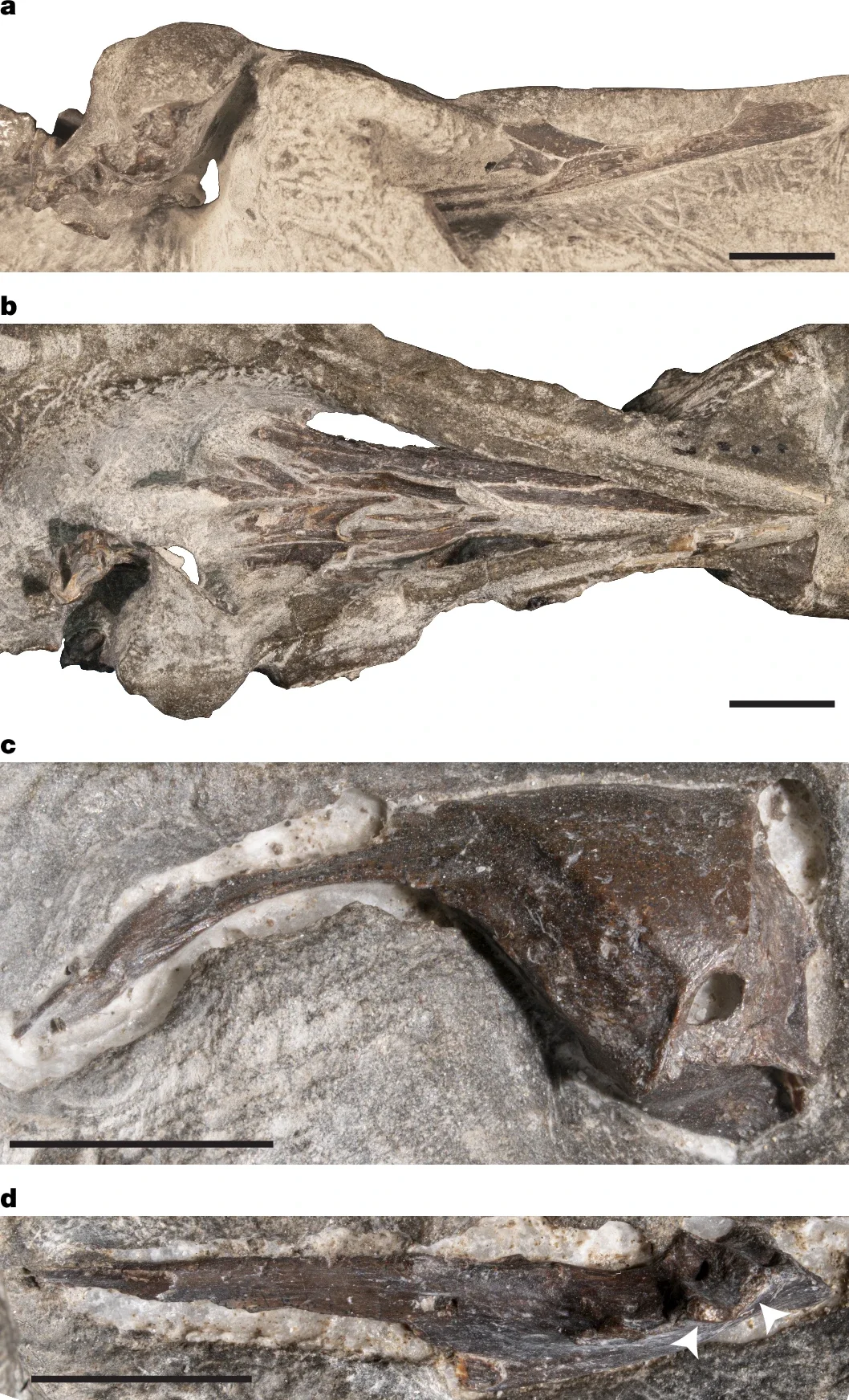 Photographs of concretion bearing the new V. iaai skull (AMNH FARB 30899).