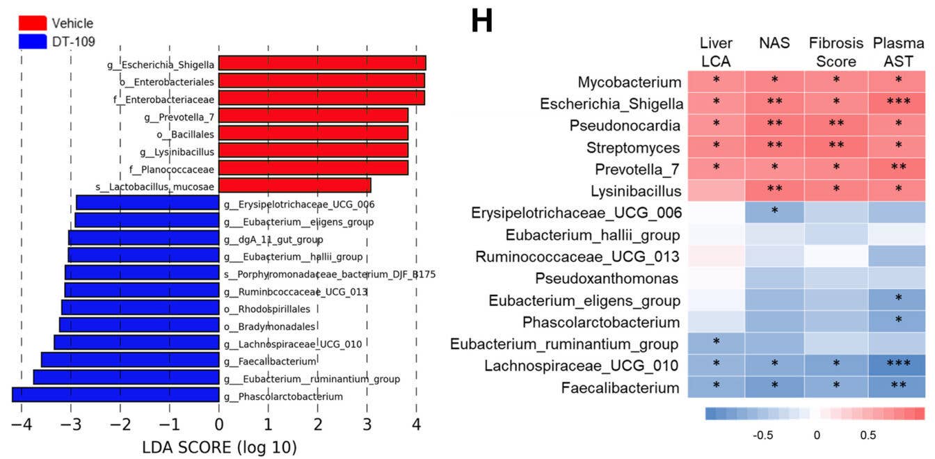 LDA of overrepresented bacterial taxa in samples from monkeys that were treated with DT-109 (blue) or vehicle (red). Correlations between the abundance of significantly altered genera, NASH-related parameters, and hepatic LCA concentrations. Spearman’s correlation coefficients are represented by colors ranging from blue (−1) to red (+1).