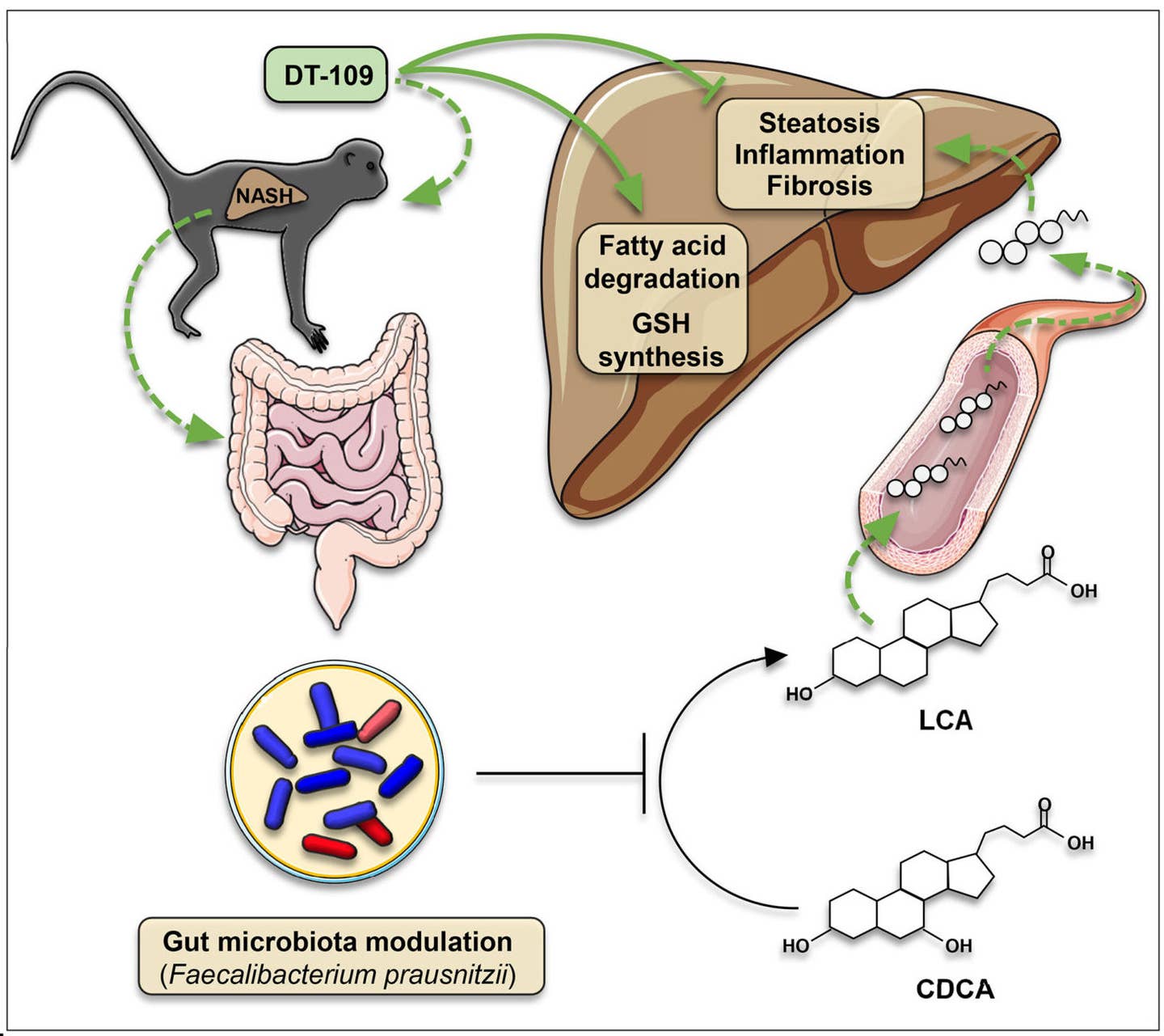 Schematic summary shows mechanisms of action of DT-109 on NASH.