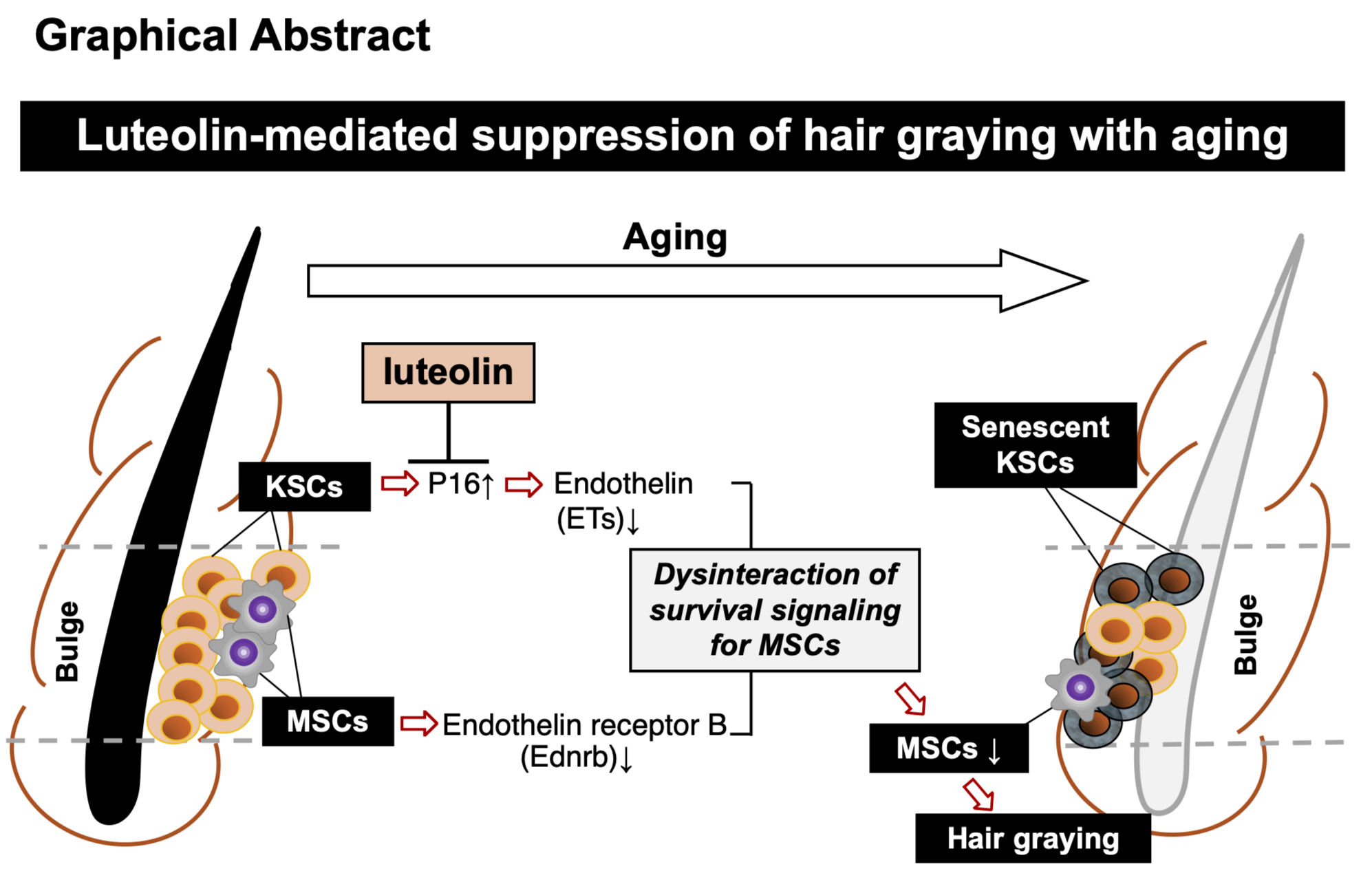 Graphical abstract: The researcher’s study focused on three antioxidants—luteolin, hesperetin, and diosmetin—to assess their anti-graying effects in mice that were bred to go gray like humans.