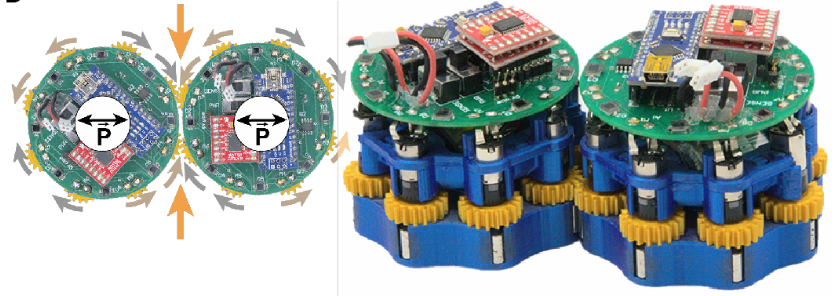 The disk-shaped robots with gears along their exterior to enable them to push against and move around each other.