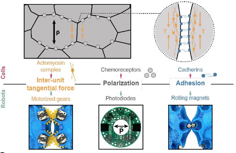 The researchers sought to duplicate certain mechanical functions of cells with their disk-shaped robots.