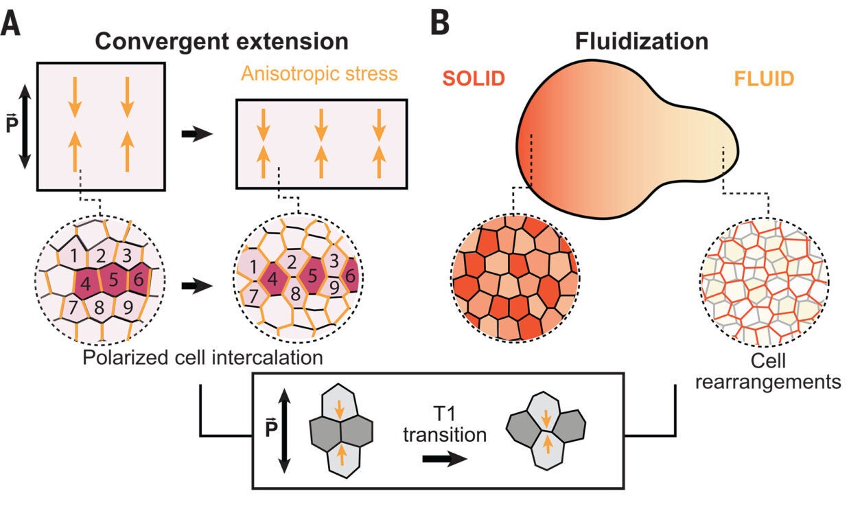 Embryonic tissues elongate through convergent extension, which involves the polarization of cells in the tissue along specific directions, enabling the coordination of active stresses between cells that cause preferential cell rearrangements (T1 transitions) in specific spatial directions.