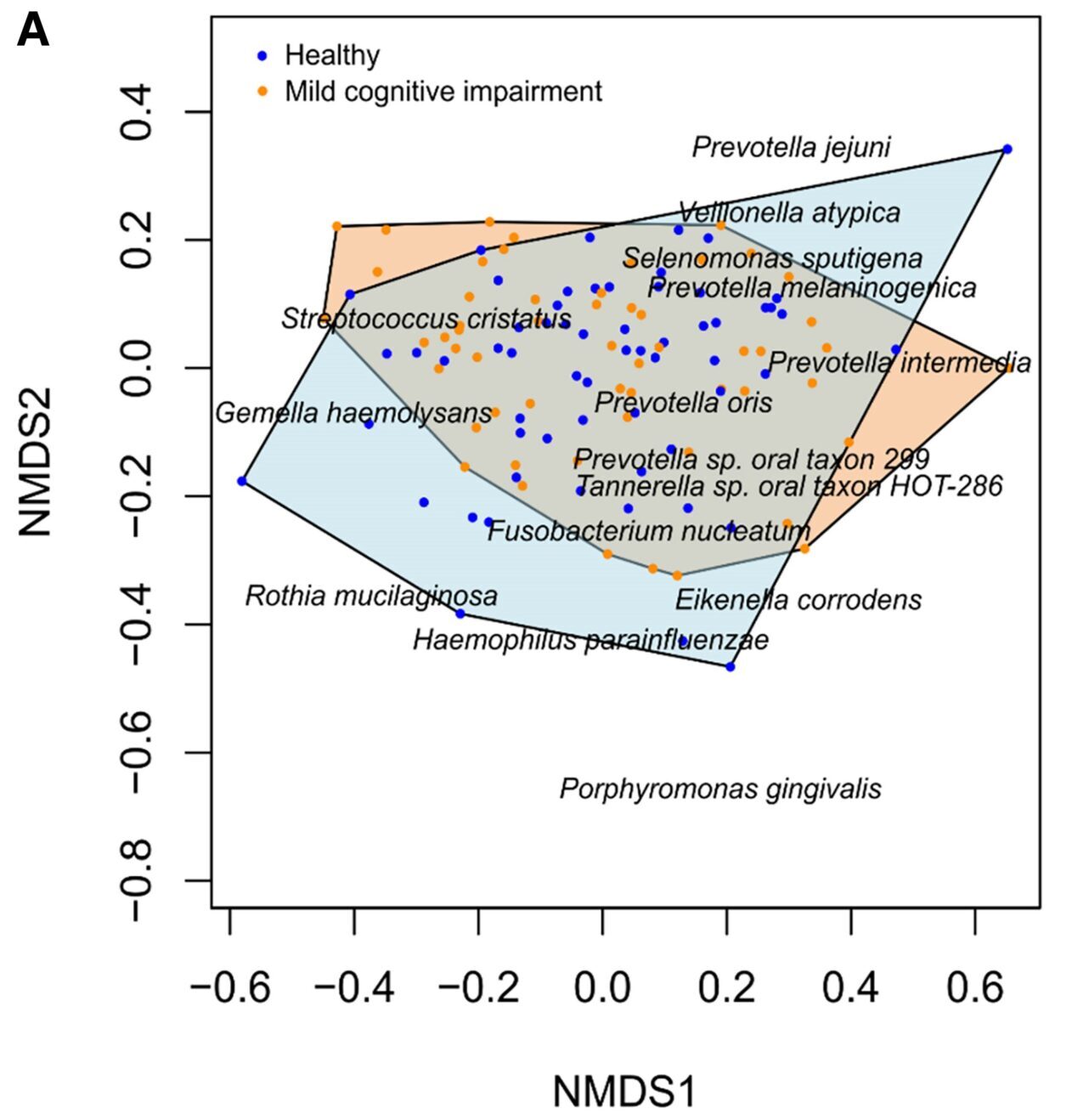 NMDS showed no distinct groupings or significant differences in the oral microbiomes between healthy (blue) and MCI groups (orange). 