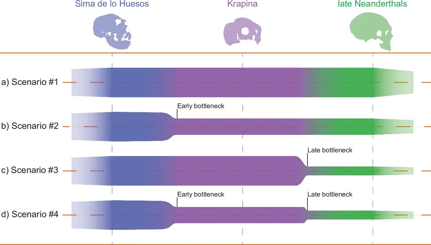 Phenetic variation scenarios throughout the evolution of the Neanderthal lineage.