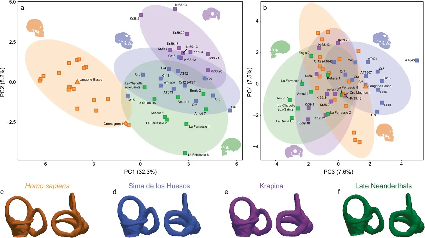 Bivariate scatterplots of a principal component analysis on deformation-fields obtained from diffeomorphometric analysis of semicircular canals.