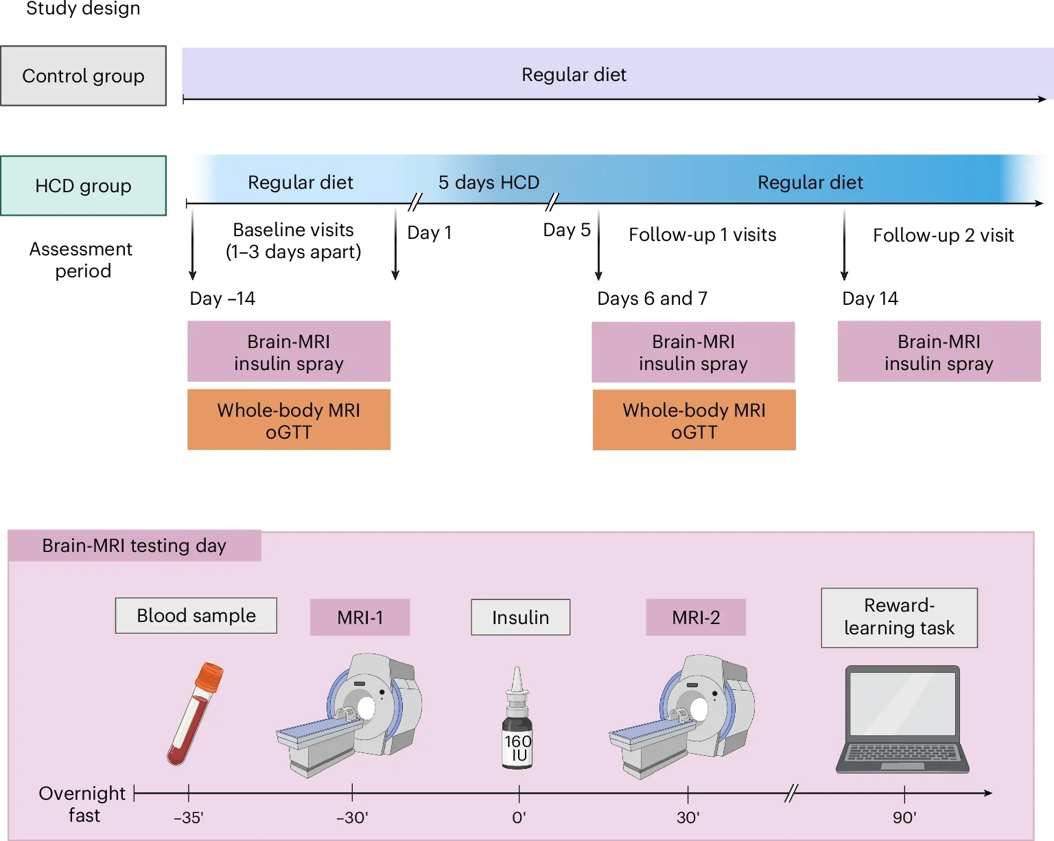 Schematic overview of the study design. After initial screening, healthy weight male participants underwent two baseline assessment days after an overnight fast at ~08:00.
