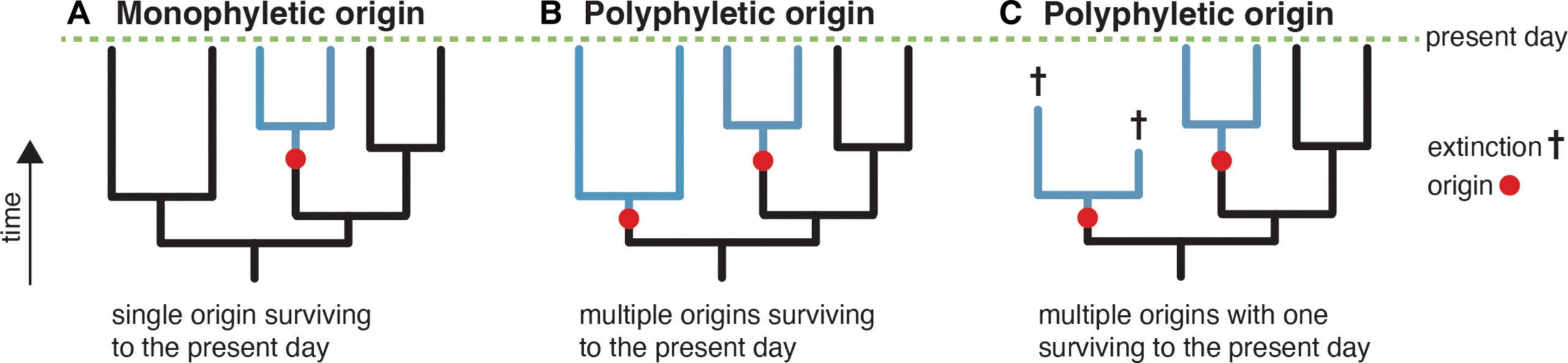 Phylogenetic comparisons between a single origin versus multiple origins of an evolutionary innovation.