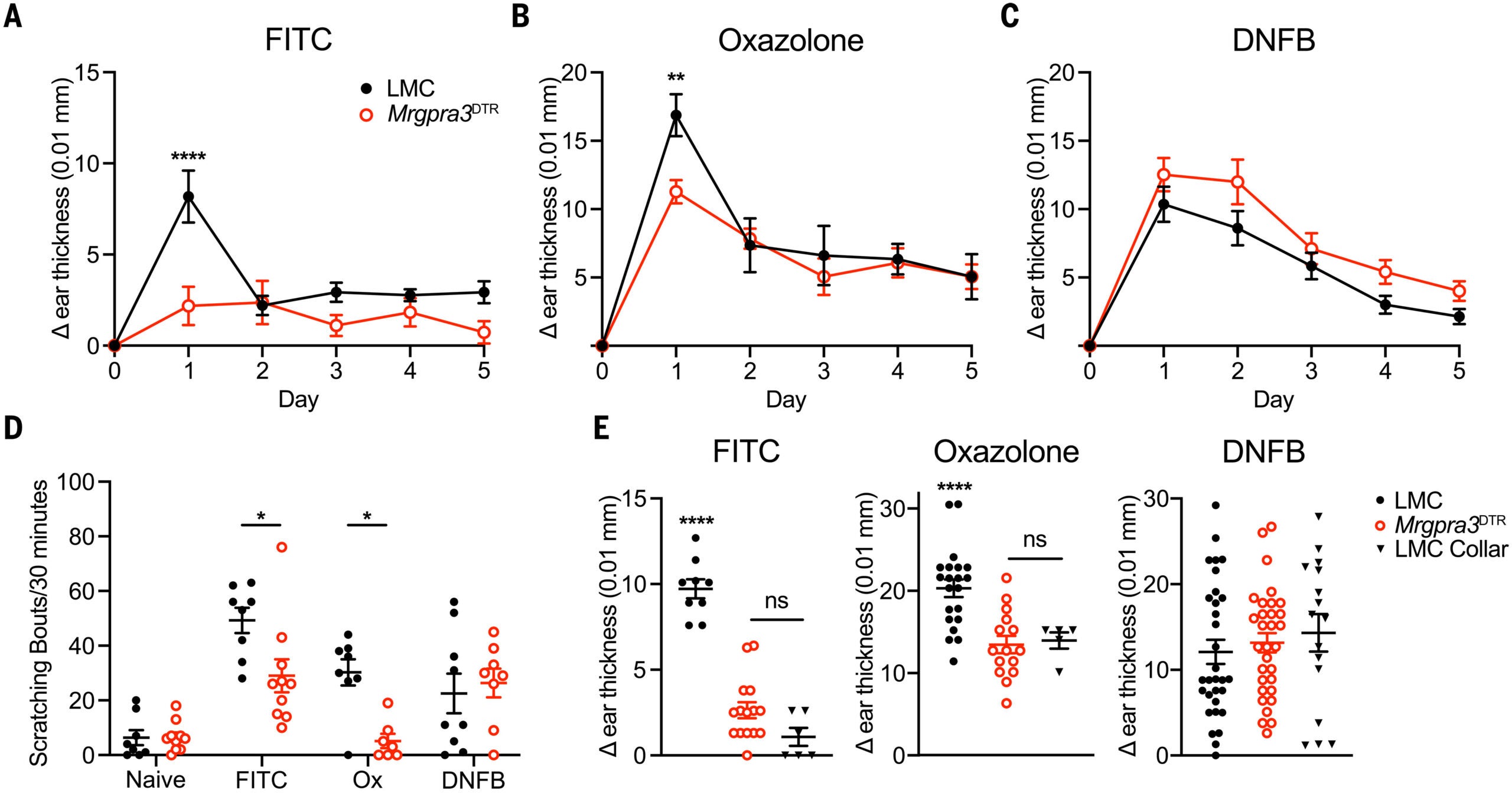 MrgprA3-expressing neurons and scratching are required for FITC and Ox CHS.
