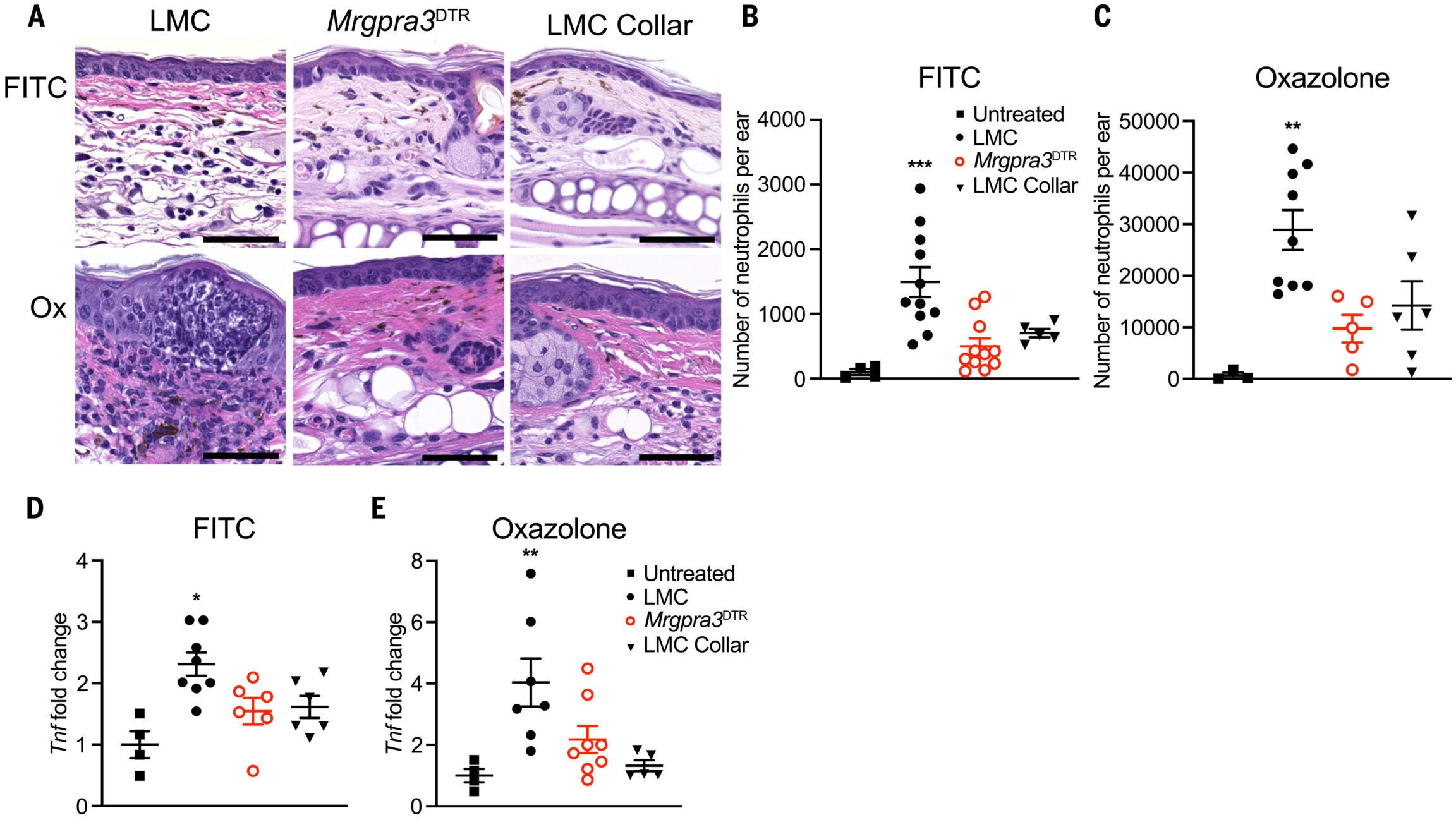 Scratching is required for neutrophilic infiltrate and mast cell activation.